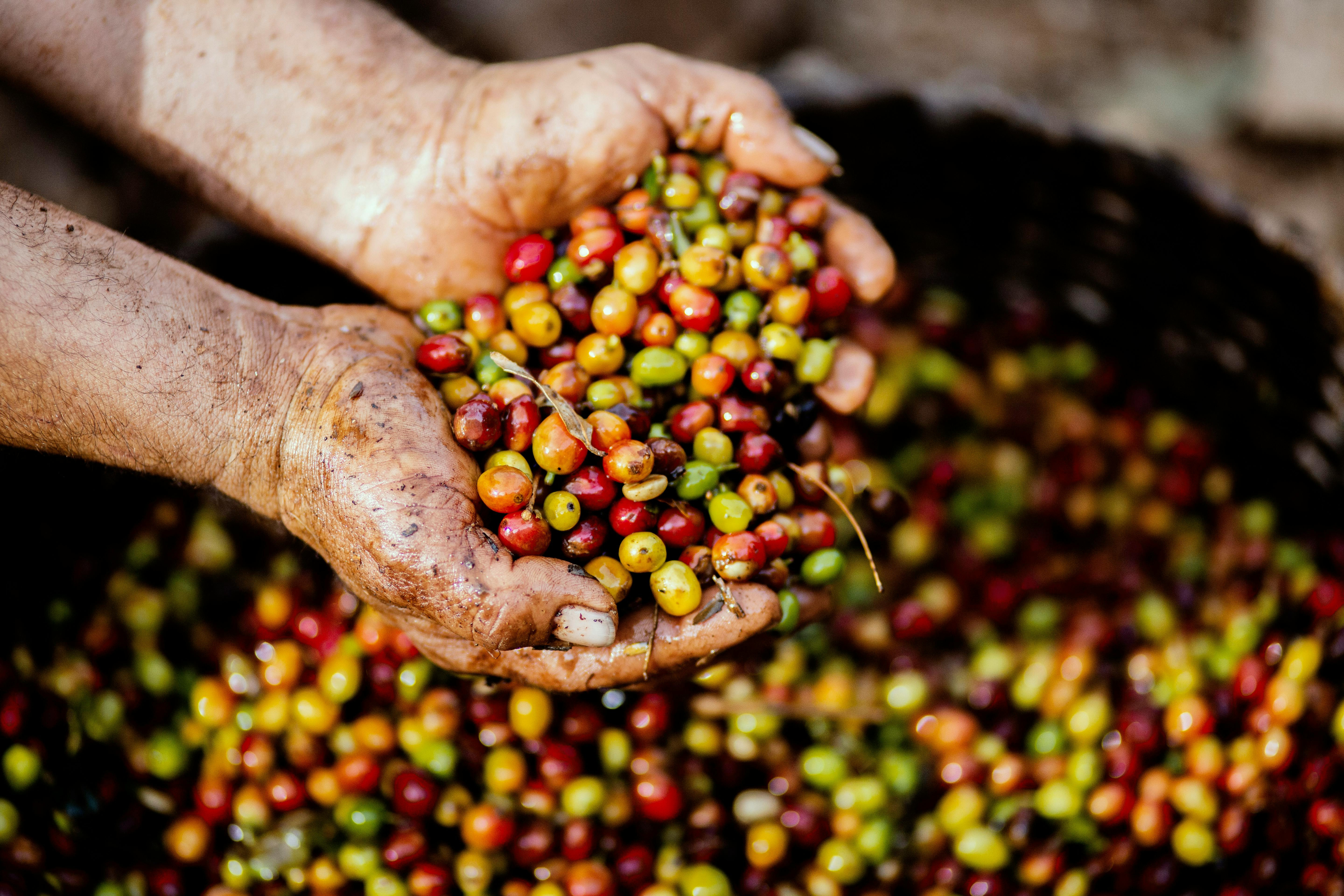  Entdeckungsreise in die Welt der Kaffeesorten